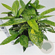 Aucuba jap. 'Variegata' 50-60 cm 7,5L