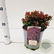 Berberis thunb. 'Bagatelle' 15-20 cm 2,5L