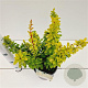 Berberis thunb. 'Maria' 25-30 cm 2,5L