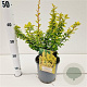 Berberis thunb. 'Maria' 25-30 cm 2,5L