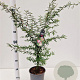 Calliandra surinamensis 40-50 cm 3,0L