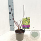 Cornus alba 'Kesselringii' 25-30 cm P12
