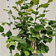 Corylus avellana 170-200 cm 10L