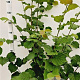 Corylus avellana 170-200 cm 10L