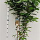 Corylus avellana 175-200 cm 20L