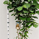 Corylus avellana 175-200 cm 20L