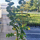 Corylus avellana 200-225 cm 20L