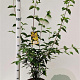 Cornus mas 100-125 cm 10L