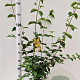 Cornus mas 100-125 cm 10L