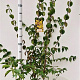 Cornus mas 125-150 cm 10L