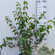 Cornus mas 80-100 cm 10L