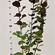Corylus m. 'Purpurea' 100-125 cm 5,0L