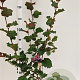 Corylus m. 'Purpurea' 125-150 cm 5,0L