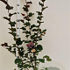Corylus m. 'Purpurea' 125-150 cm 5,0L
