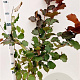 Corylus m. 'Purpurea' 125-150 cm 5,0L