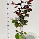 Corylus m. 'Purpurea' 80-100 cm 5,0L