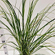 Cortaderia selloana 60-80 cm 4,0L