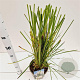 Cortaderia selloana 60-80 cm 4,0L