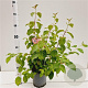 Cornus sang. 'Midwinter Fire' 30-40 cm 2,5L