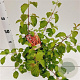 Cornus sang. 'Midwinter Fire' 30-40 cm 2,5L