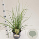 Cortaderia s. 'Pumila' gm 4,0L
