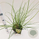 Cortaderia s. 'Pumila' gm 4,0L