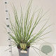 Cortaderia s. 'Pumila' gm 4,0L