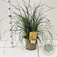 Deschampsia cesp. 'Goldtau' gm 4,0L