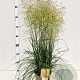 Deschampsia cesp. 'Goldtau' gm 4,0L