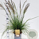 Deschampsia cesp. 'Goldtau' gm 4,0L