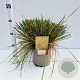 Deschampsia cesp. 'Goldtau' gm 4,0L