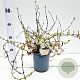 Deutzia gracilis 'Nikko' 20-30 cm 2,0L/ES17