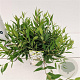 Deutzia gracilis 'Nikko' 20-30 cm 2,0L/ES17