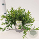 Deutzia gracilis 'Nikko' 20-30 cm 2,0L/ES17
