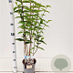 Deutzia scabra 30-40 cm 2,5L