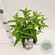 Deutzia scabra 30-40 cm 2,5L