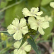 Dianthus knappii GM P9