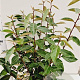 Elaeagnus ebbingei 80-100 cm 7,5L