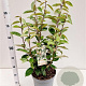 Elaeagnus ebbingei 80-100 cm 7,5L
