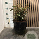 Elaeagnus ebb. 'Compacta' 40-50 cm 7,5L