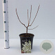 Exochorda racem. 'Niagara' 25-30 cm 2,5L