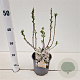 Exochorda racem. 'Niagara' 30-40 cm 2,5L