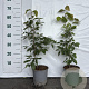 Fagus sylvatica 40-60 cm 2,5L