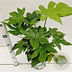 Fatsia japonica 40-50 cm 7,5L