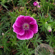 Geranium sang. 'Elke' GM P9