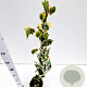Hedera colchica 'Dentata Variegata' 70-80 cm rozenpot 2L