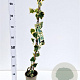 Hedera colchica 'Dentata Variegata' 70-80 cm rozenpot 2L