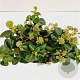 Hedera hib. 'Arbori Compact' 20-30 cm 2,5L