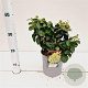 Hedera hib. 'Arbori Compact' 20-30 cm 2,5L