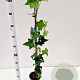 Hedera helix 70-80 cm rozenpot 2L